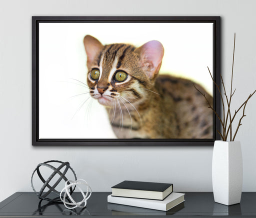 junge Marmorkatze auf Leinwandbild gerahmt mit Kirschblüten