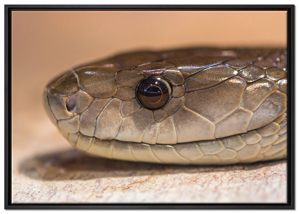 wachsame Natter auf Leinwandbild gerahmt Größe 100x70