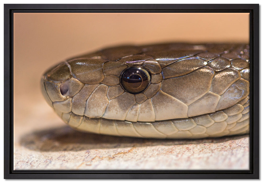 wachsame Natter auf Leinwandbild gerahmt Größe 60x40