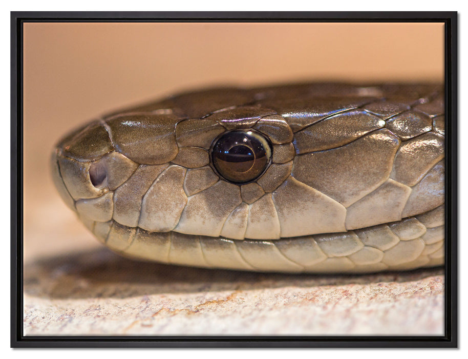 wachsame Natter auf Leinwandbild gerahmt Größe 80x60