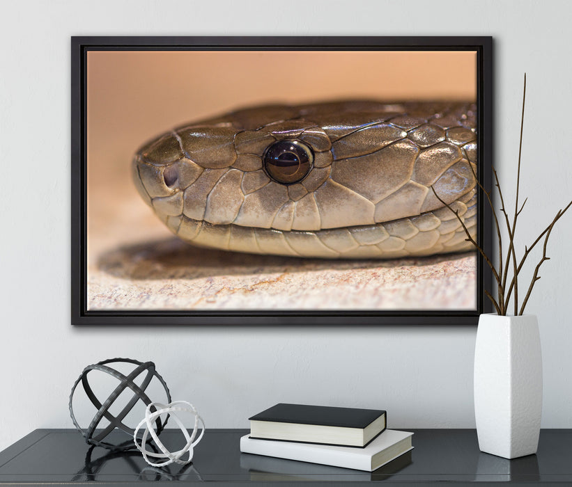 wachsame Natter auf Leinwandbild gerahmt mit Kirschblüten