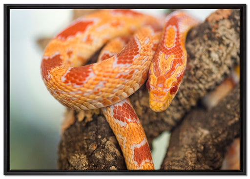 ruhende Kornnatter auf Leinwandbild gerahmt Größe 100x70