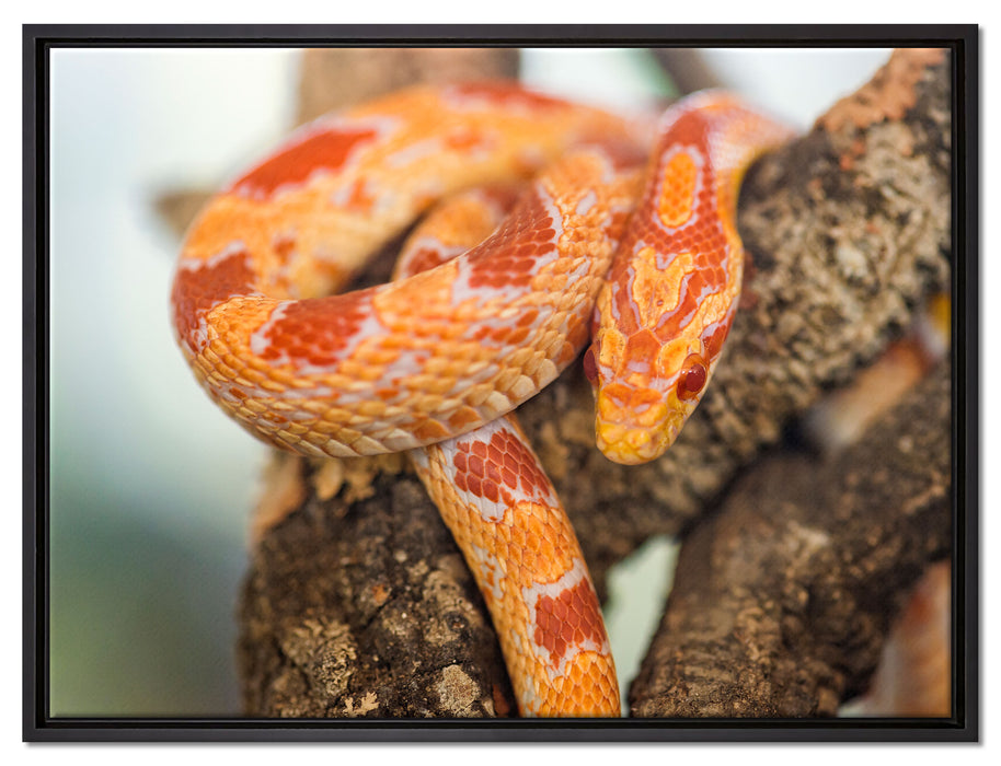 ruhende Kornnatter auf Leinwandbild gerahmt Größe 80x60