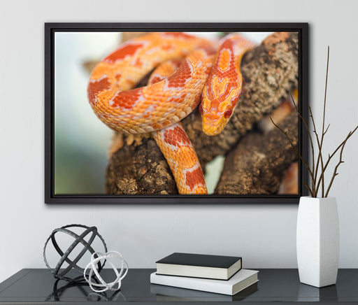 ruhende Kornnatter auf Leinwandbild gerahmt mit Kirschblüten