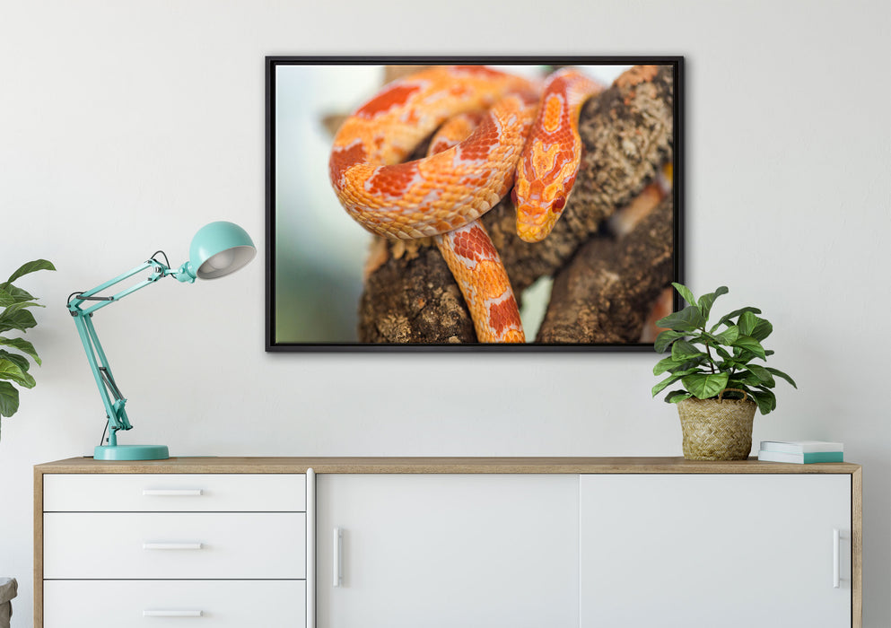 ruhende Kornnatter auf Leinwandbild gerahmt verschiedene Größen im Wohnzimmer