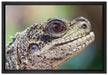 großer Schuppenwaran auf Leinwandbild gerahmt Größe 60x40