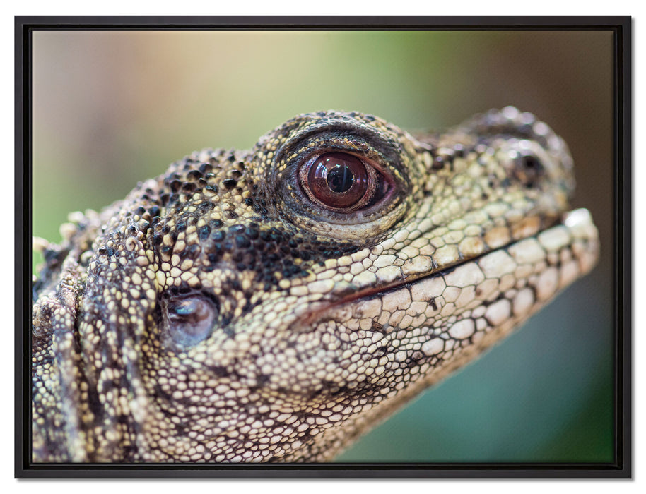 großer Schuppenwaran auf Leinwandbild gerahmt Größe 80x60