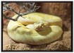 gelbe Schlange auf Leinwandbild gerahmt Größe 100x70