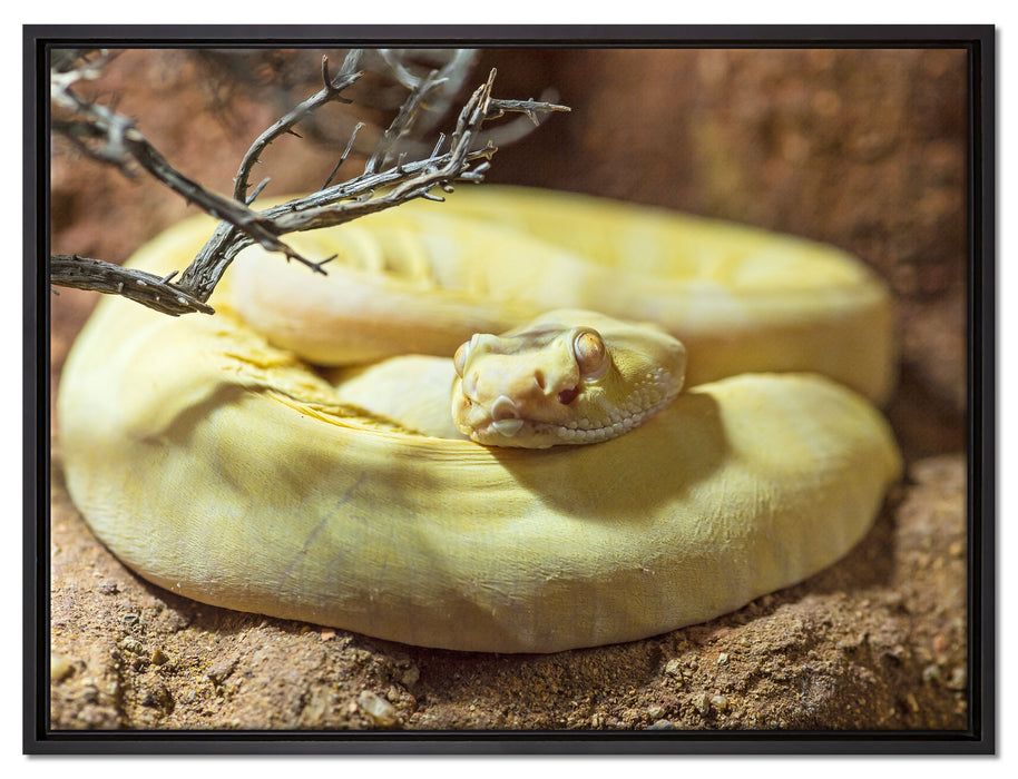 gelbe Schlange auf Leinwandbild gerahmt Größe 80x60