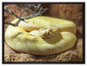 gelbe Schlange auf Leinwandbild gerahmt Größe 80x60