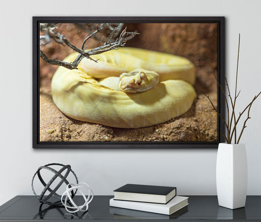 gelbe Schlange auf Leinwandbild gerahmt mit Kirschblüten