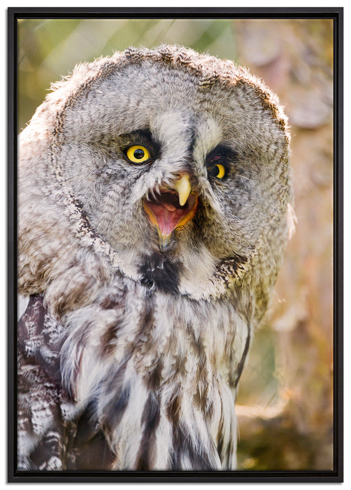 prächtiger Habichtskauz auf Leinwandbild gerahmt Größe 100x70