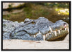gigantisches Krokodil auf Leinwandbild gerahmt Größe 100x70