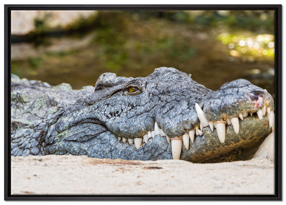 gigantisches Krokodil auf Leinwandbild gerahmt Größe 100x70