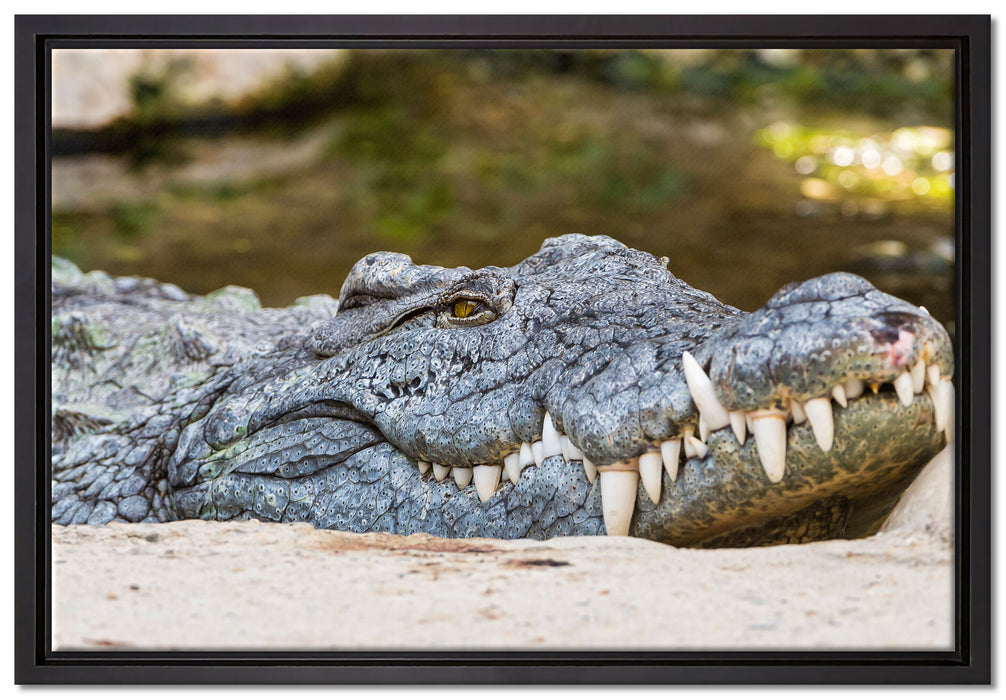 gigantisches Krokodil auf Leinwandbild gerahmt Größe 60x40