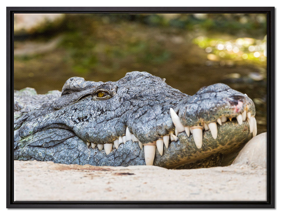 gigantisches Krokodil auf Leinwandbild gerahmt Größe 80x60
