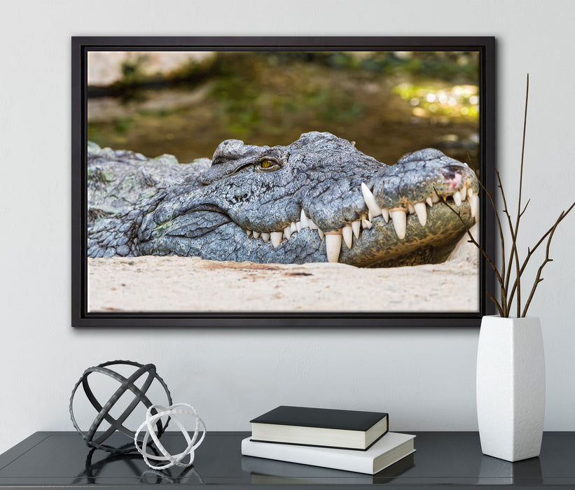 gigantisches Krokodil auf Leinwandbild gerahmt mit Kirschblüten