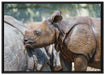 junges Nashorn auf Leinwandbild gerahmt Größe 100x70