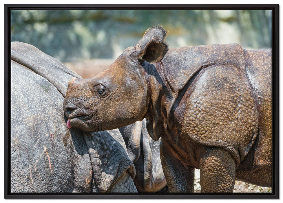 junges Nashorn auf Leinwandbild gerahmt Größe 100x70