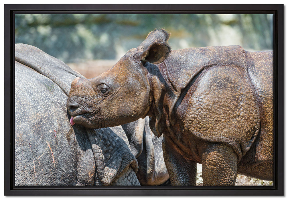 junges Nashorn auf Leinwandbild gerahmt Größe 60x40