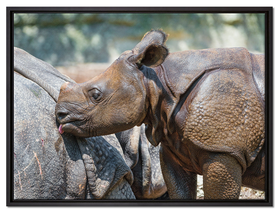 junges Nashorn auf Leinwandbild gerahmt Größe 80x60