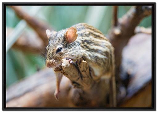 ruhende Feldmaus auf Leinwandbild gerahmt Größe 100x70