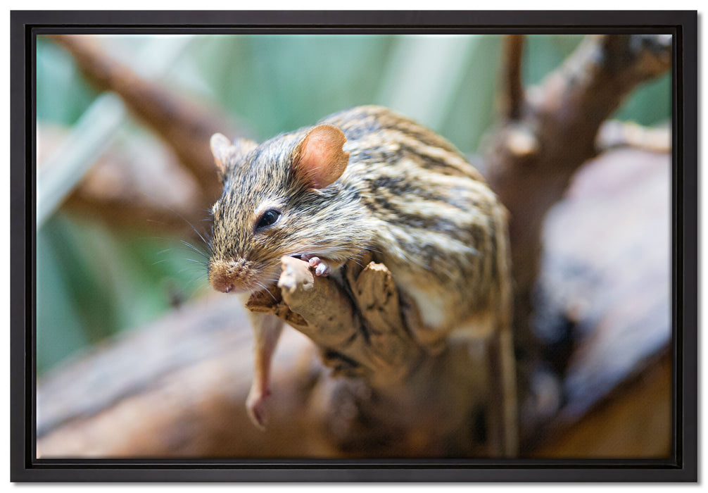 ruhende Feldmaus auf Leinwandbild gerahmt Größe 60x40