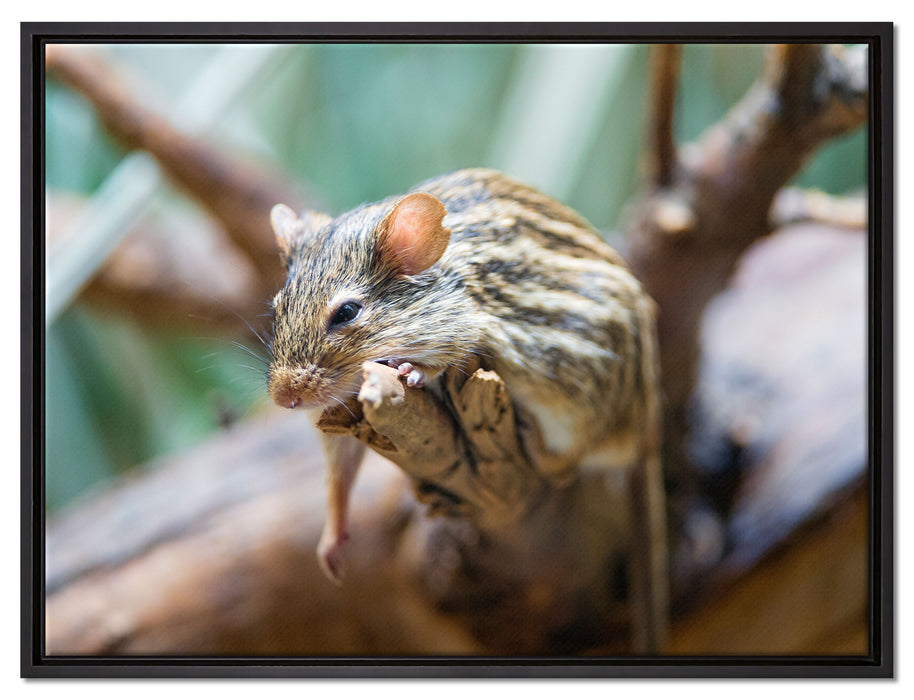 ruhende Feldmaus auf Leinwandbild gerahmt Größe 80x60