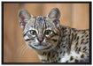 kleine Bengalkatze auf Leinwandbild gerahmt Größe 100x70