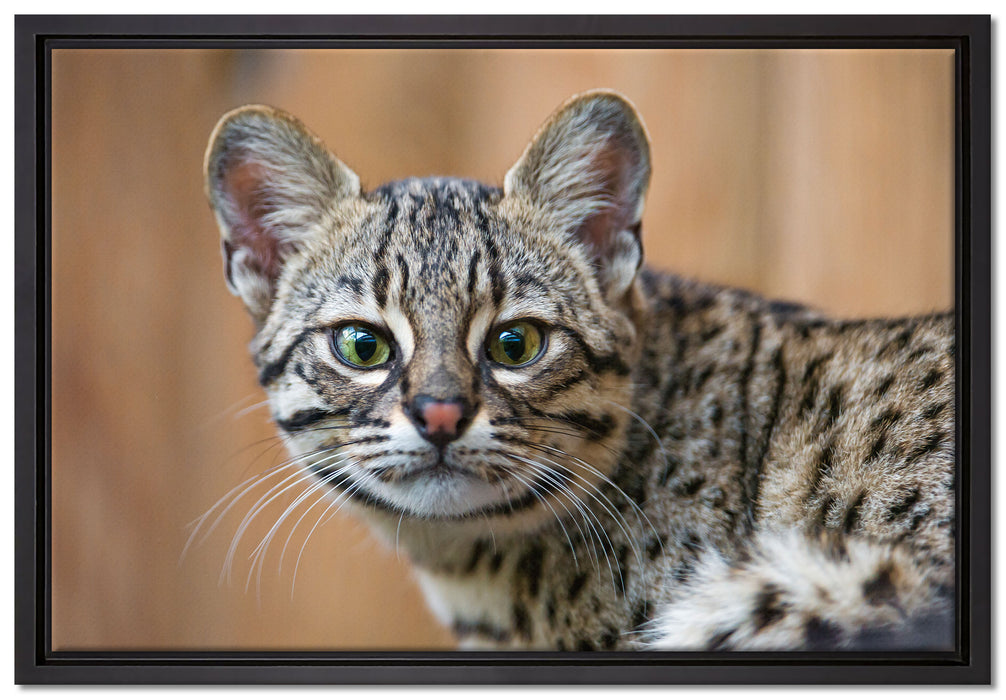 kleine Bengalkatze auf Leinwandbild gerahmt Größe 60x40
