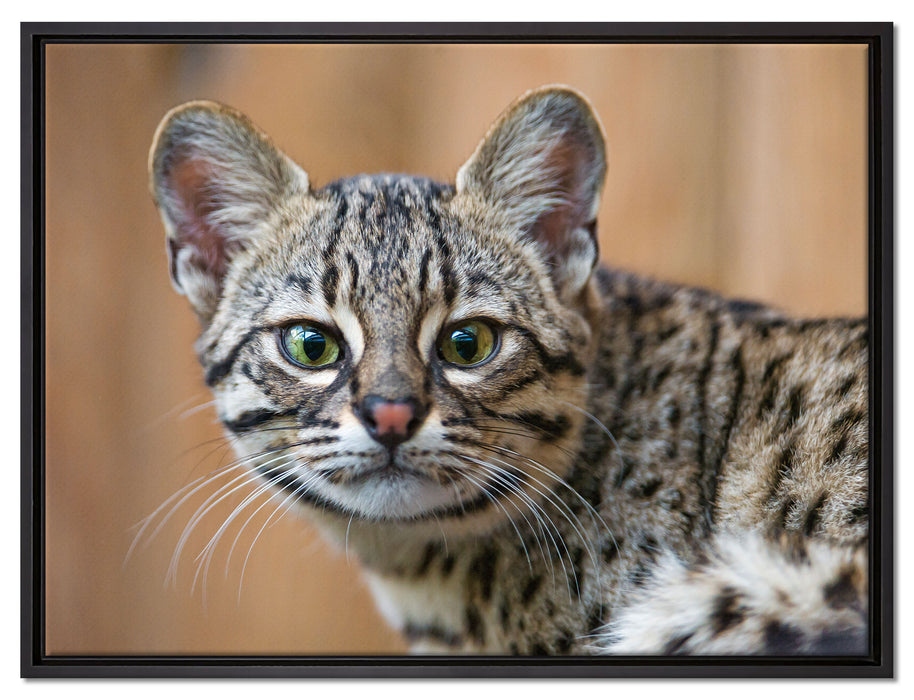 kleine Bengalkatze auf Leinwandbild gerahmt Größe 80x60
