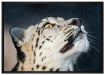 aufschauender Schneeleopard auf Leinwandbild gerahmt Größe 100x70