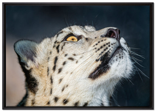 aufschauender Schneeleopard auf Leinwandbild gerahmt Größe 100x70