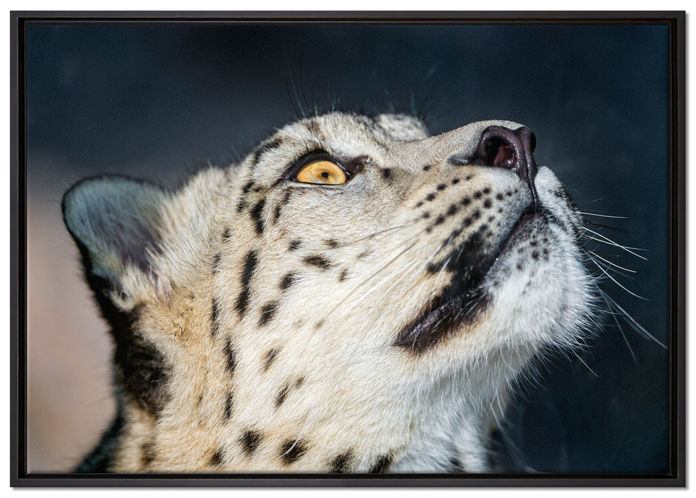 aufschauender Schneeleopard auf Leinwandbild gerahmt Größe 100x70