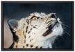 aufschauender Schneeleopard auf Leinwandbild gerahmt Größe 60x40