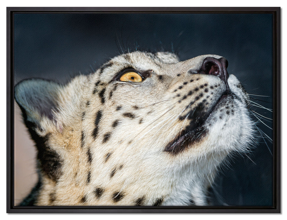 aufschauender Schneeleopard auf Leinwandbild gerahmt Größe 80x60