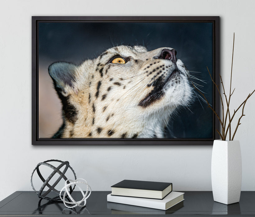 aufschauender Schneeleopard auf Leinwandbild gerahmt mit Kirschblüten