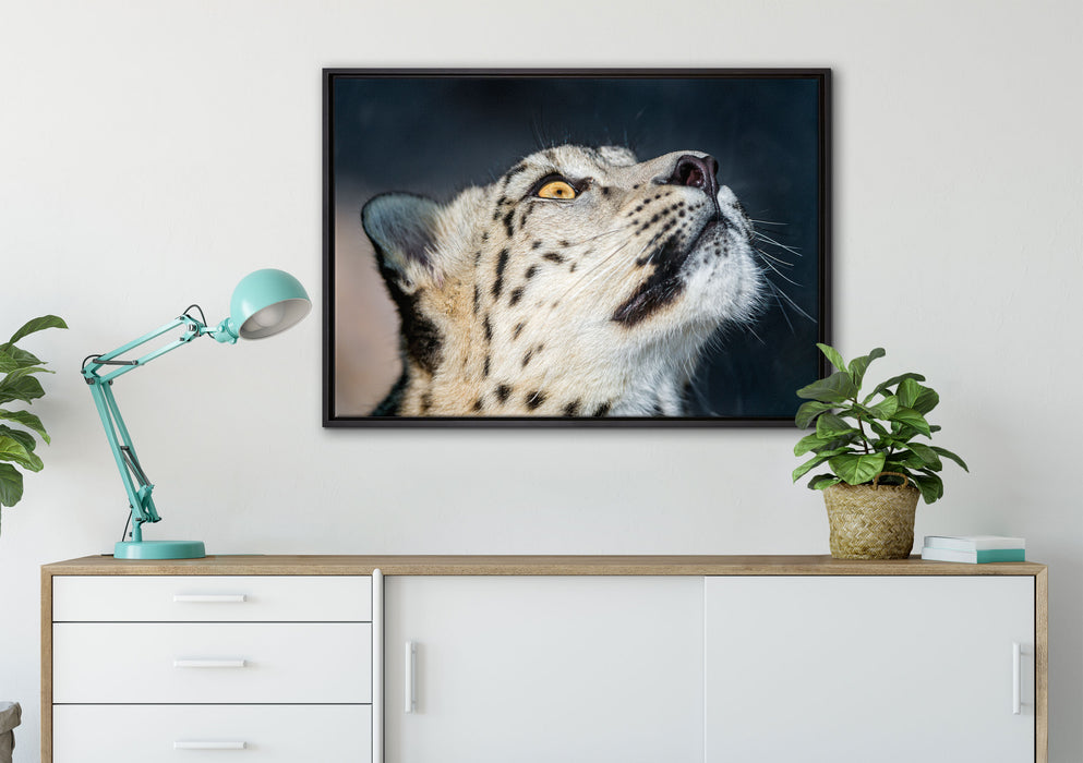 aufschauender Schneeleopard auf Leinwandbild gerahmt verschiedene Größen im Wohnzimmer