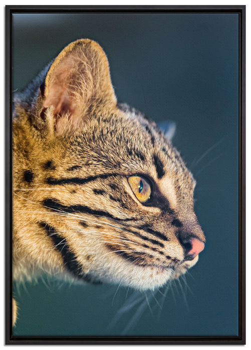 Bengalkatze im Profil auf Leinwandbild gerahmt Größe 100x70