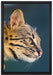 Bengalkatze im Profil auf Leinwandbild gerahmt Größe 60x40