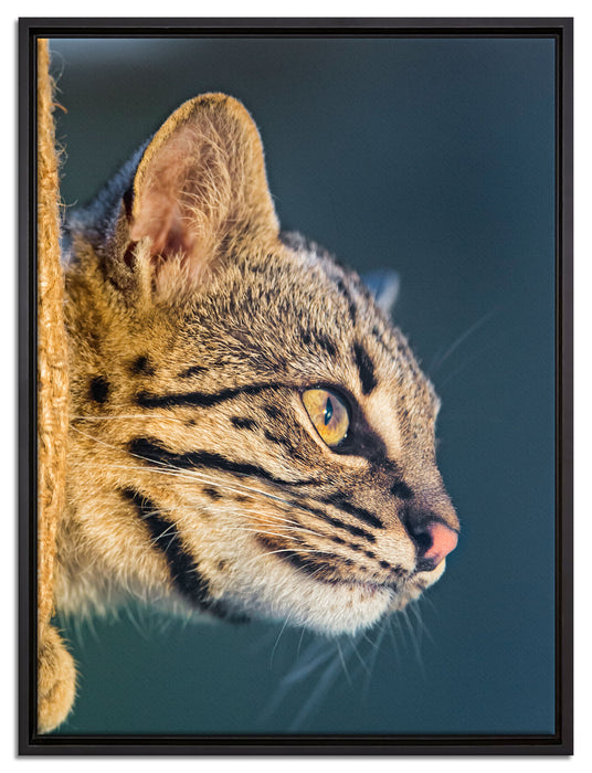 Bengalkatze im Profil auf Leinwandbild gerahmt Größe 80x60