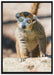kleiner Sifaka auf Leinwandbild gerahmt Größe 100x70