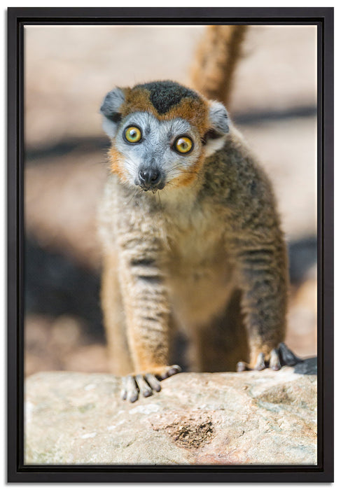 kleiner Sifaka auf Leinwandbild gerahmt Größe 60x40
