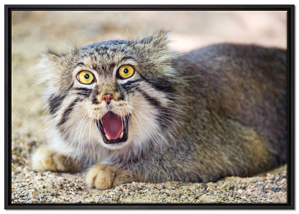 scheue Manul auf Leinwandbild gerahmt Größe 100x70
