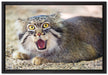 scheue Manul auf Leinwandbild gerahmt Größe 60x40