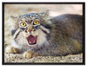 scheue Manul auf Leinwandbild gerahmt Größe 80x60
