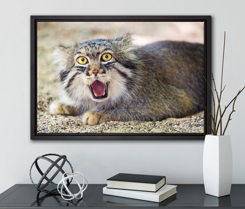 scheue Manul auf Leinwandbild gerahmt mit Kirschblüten
