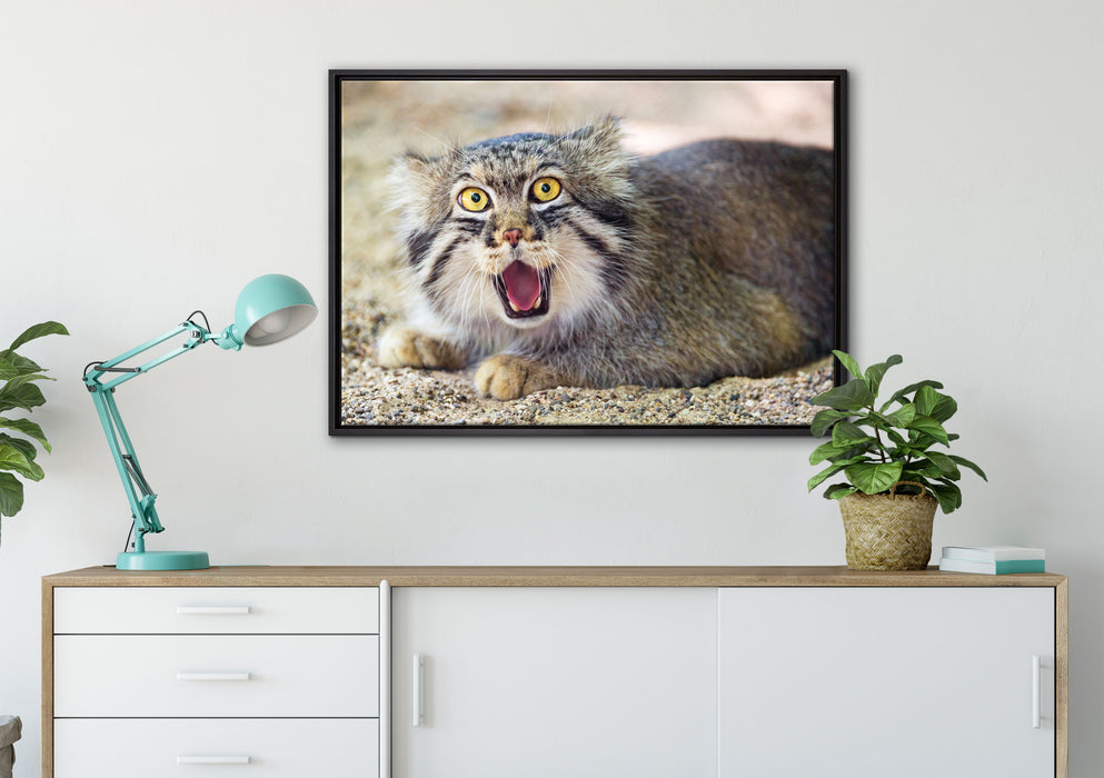 scheue Manul auf Leinwandbild gerahmt verschiedene Größen im Wohnzimmer
