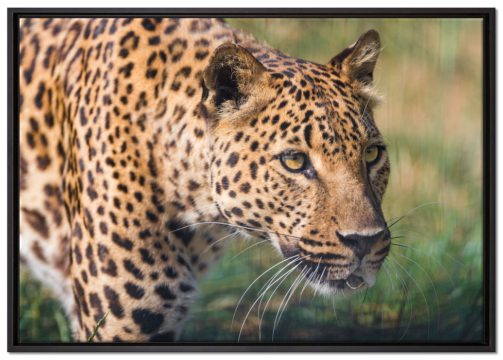 schleichender Leopard auf Leinwandbild gerahmt Größe 100x70