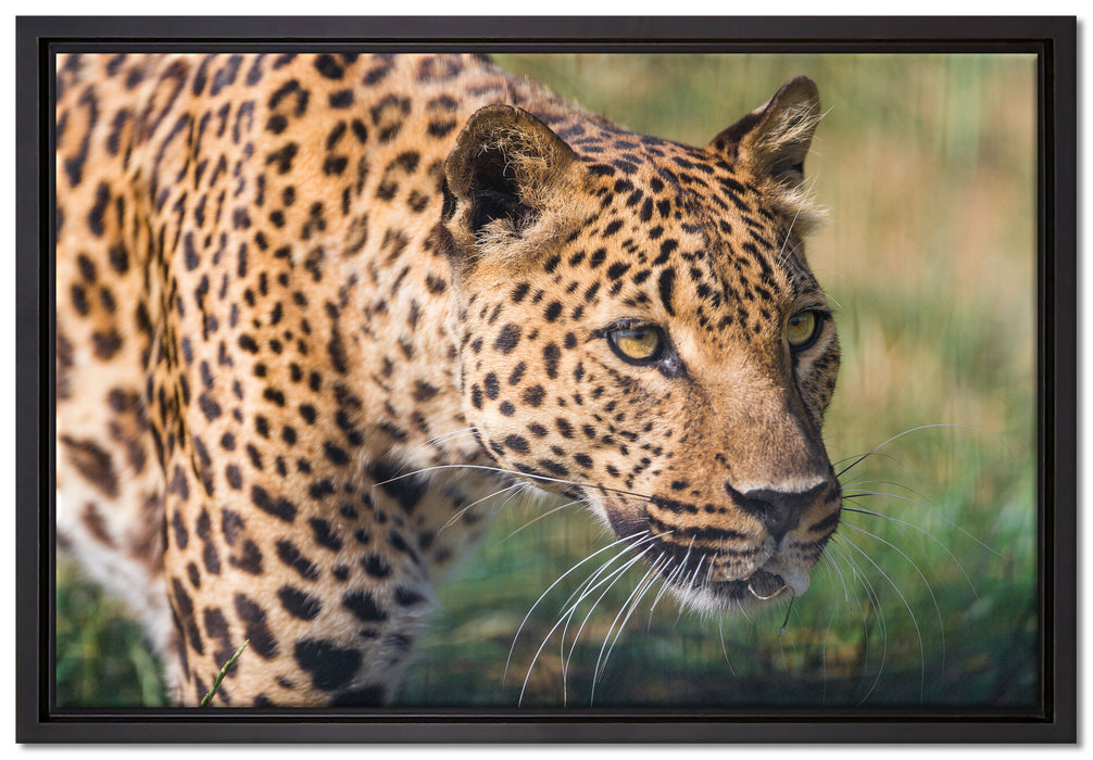 schleichender Leopard auf Leinwandbild gerahmt Größe 60x40